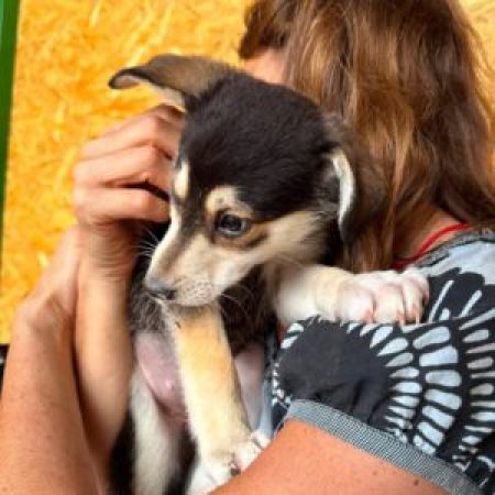 RUBY - Chien à adopter