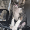 paco