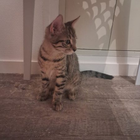 BUZZ - Chat à adopter