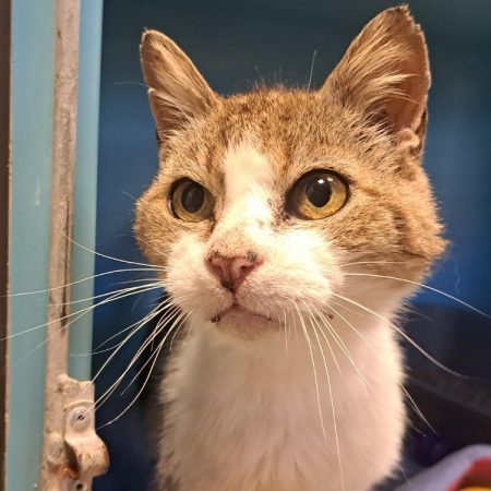 Pavard - Chat Européen à adopter