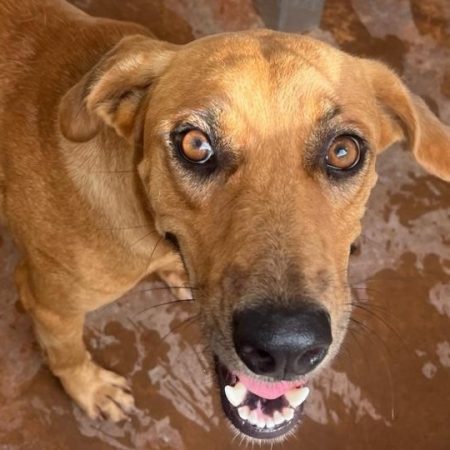 Kasya - Chien à adopter