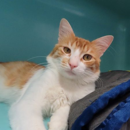 Basile - Chat Européen à adopter