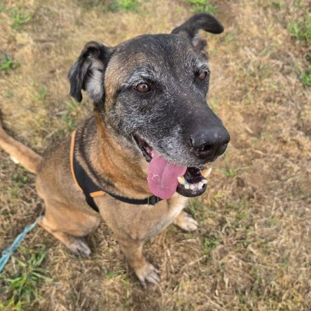 Oseille - Chien à adopter
