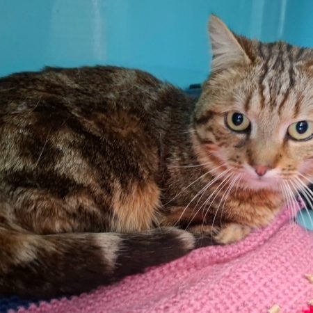 Charly - Chat Européen à adopter