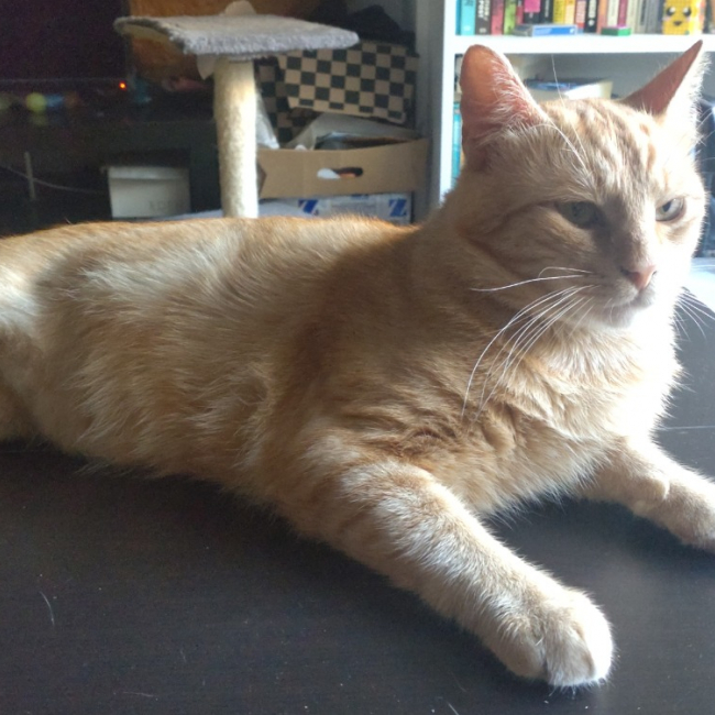 Garfield