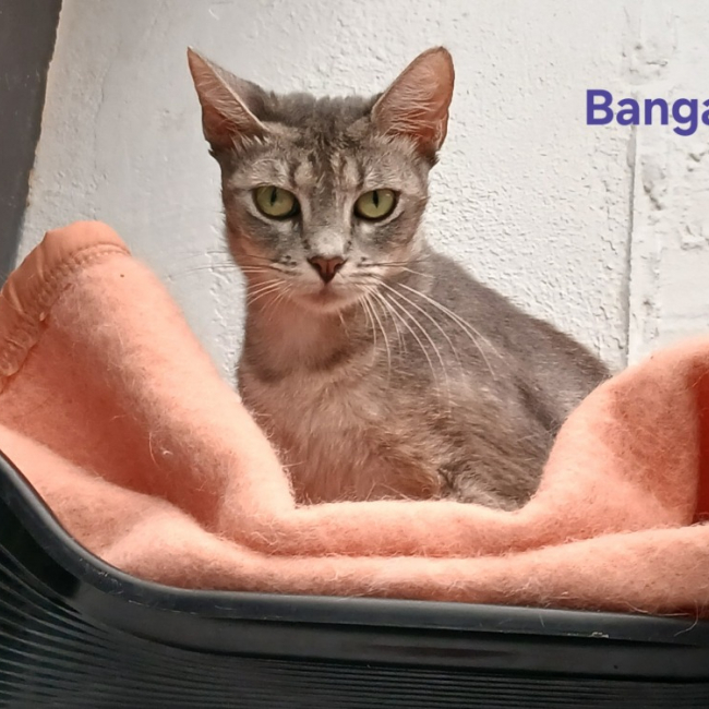 Banga