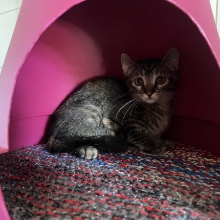 Barbie - Chat Européen à adopter