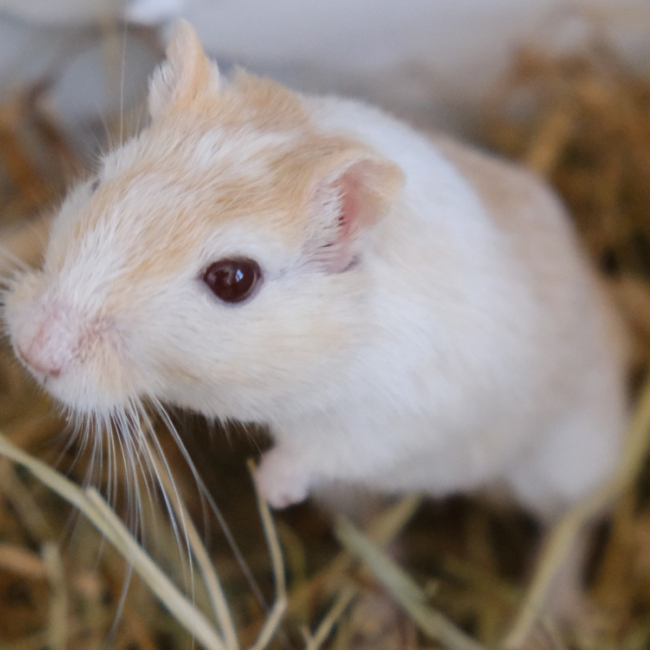 Photo de Caramel