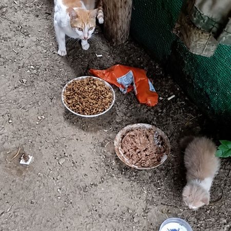Astra - Chat à adopter