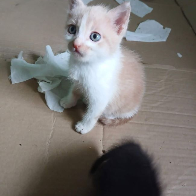 Photo de Ambre