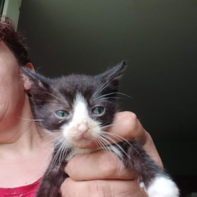 Figaro