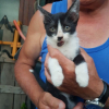 Chaplin