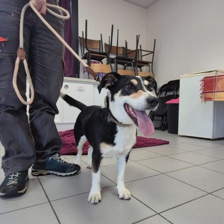 Bella - Chien à adopter