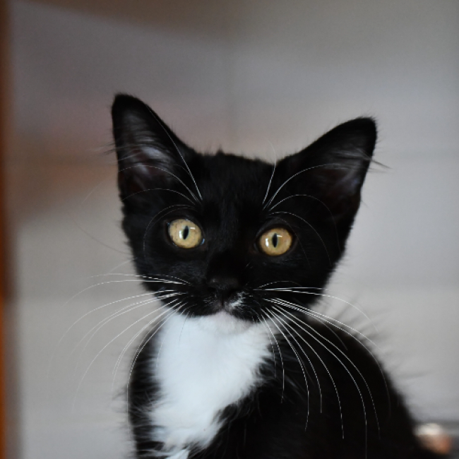 Photo de Batman