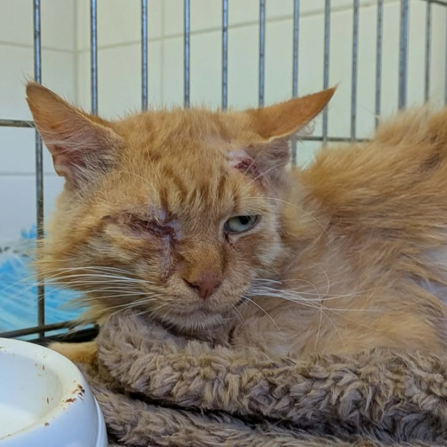 Photo de Simba