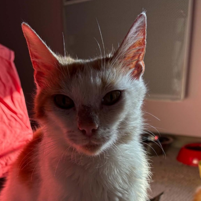 Photo de Ponpon