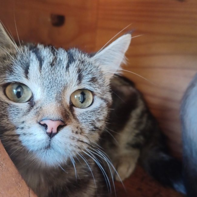 Suki