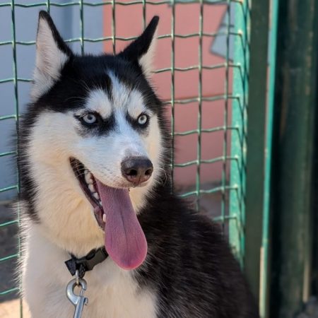 Lilo - Chien Husky Sibérien à adopter