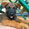 PAKO