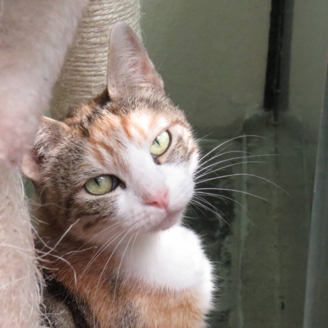 Lila