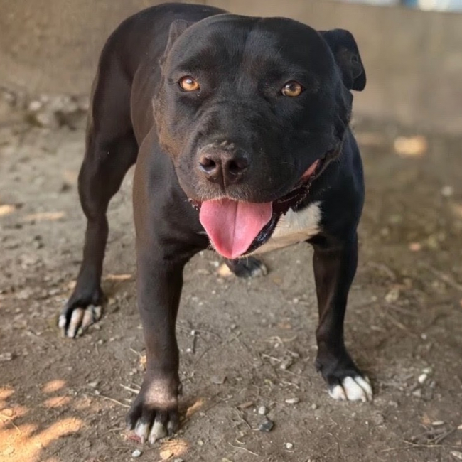 Nala