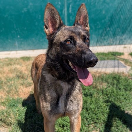 Bella - Chien Berger Belge Malinois à adopter