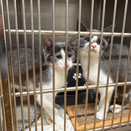 Brie - Chat Européen à adopter