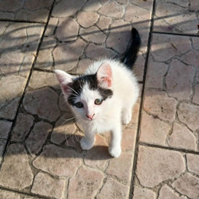 CINNA