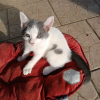 KITKAT