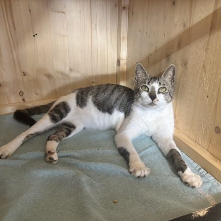 Photo de Shadow a trouve sa famille
