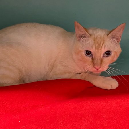 Fabrice - Chat Européen à adopter