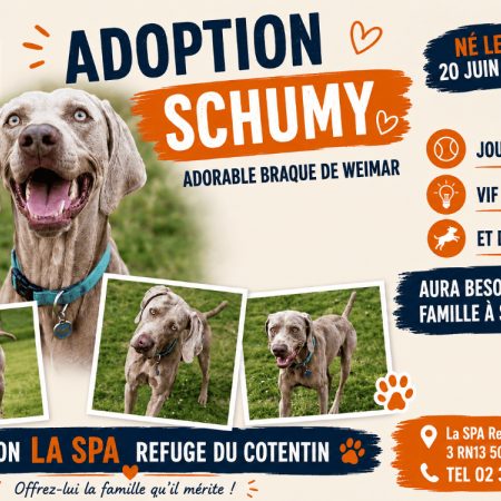 Schumy - Chien Braque allemand à poil court à adopter