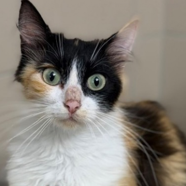 Myrtille