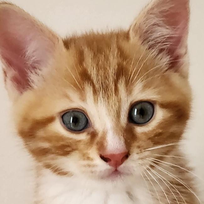 Photo de Kodama