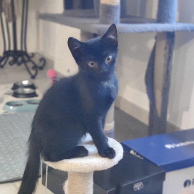 Azul