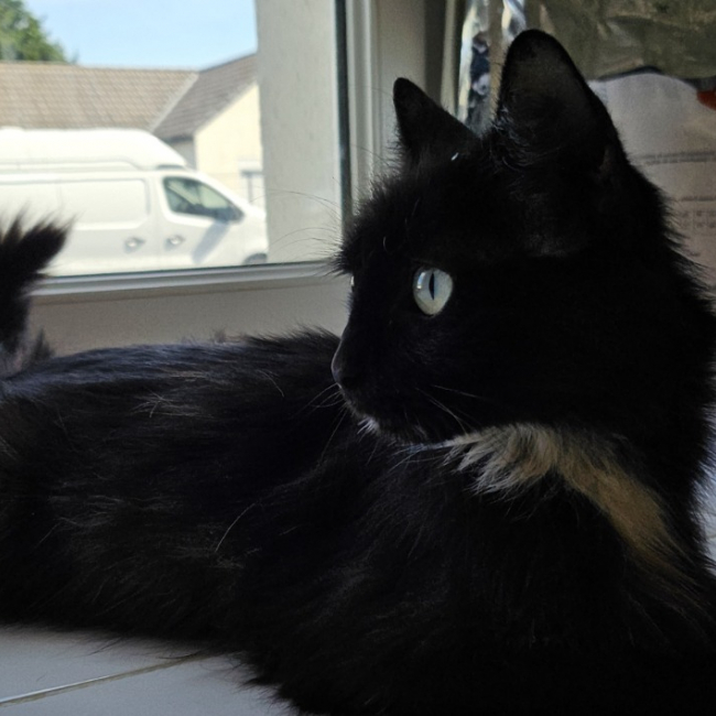 Zephyr