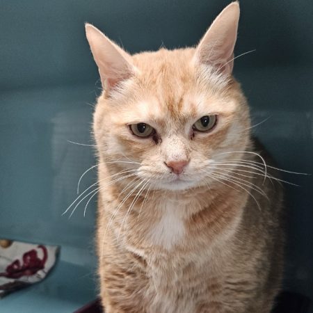 Olympe dit kiwi - Chat Européen à adopter