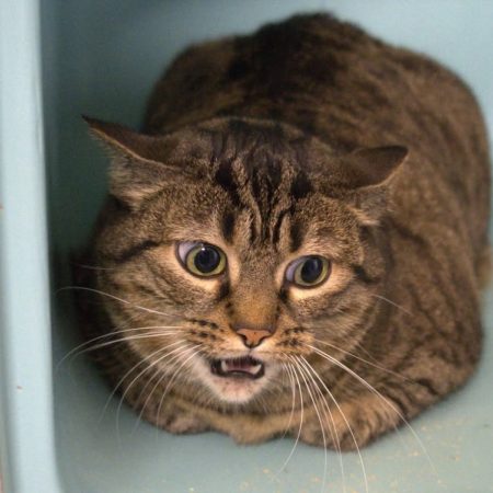 Corane - Chat Européen à adopter