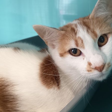 Rikku - Chat Européen à adopter