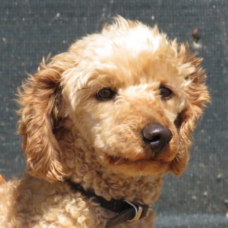 Nougat - Chien à adopter