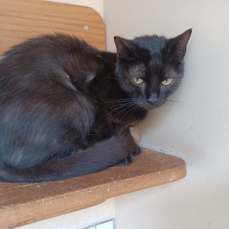 Zephyr - Chat Européen à adopter