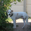 LÉO