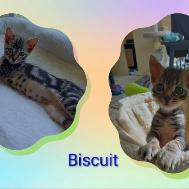 Photo de Biscuit