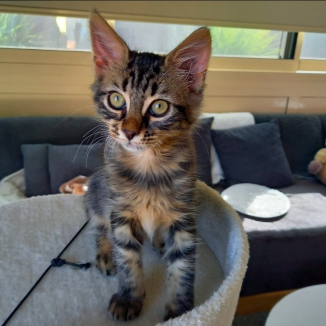 Photo de Biscotte