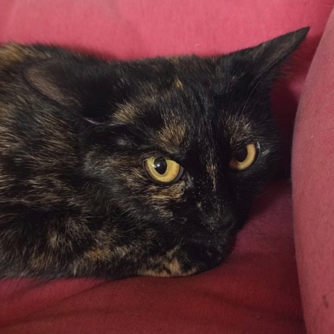 Photo de Nenette