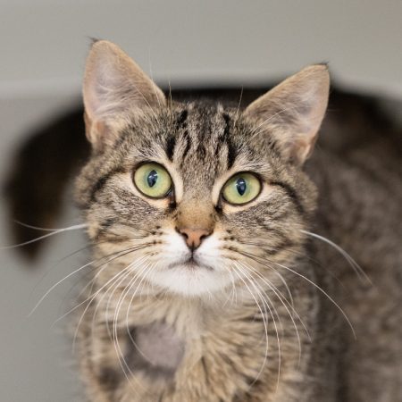 Mapetite - Chat Européen à adopter