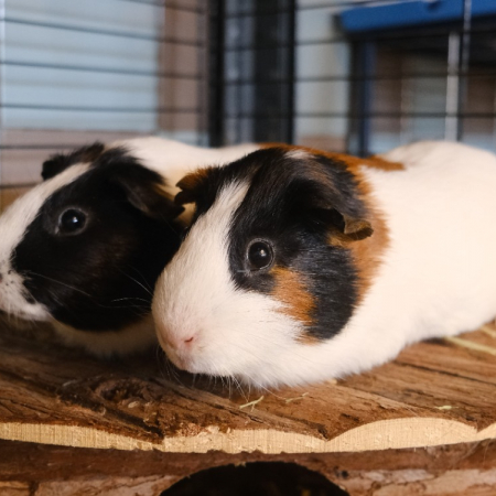 Photo de Oreo