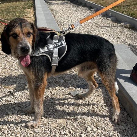 Tobby - Chien Berger à adopter