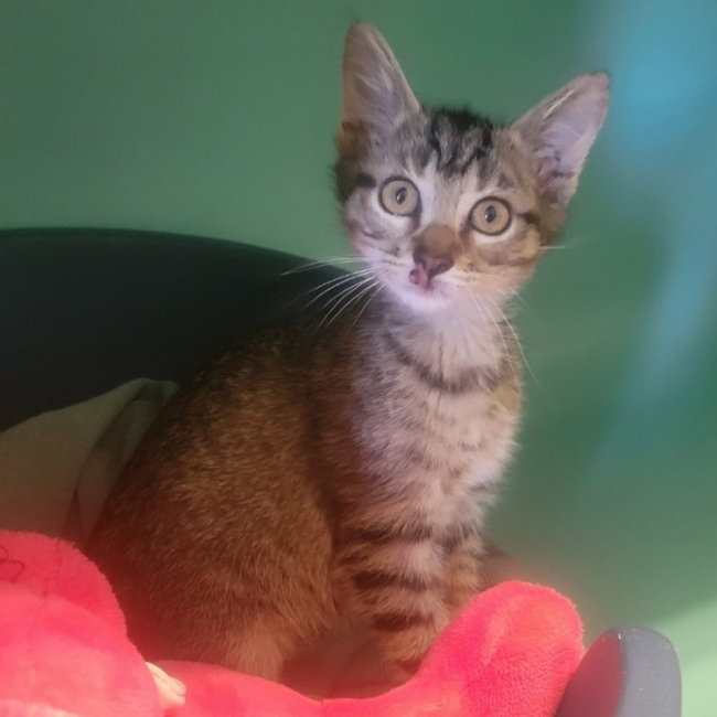 Tigrette