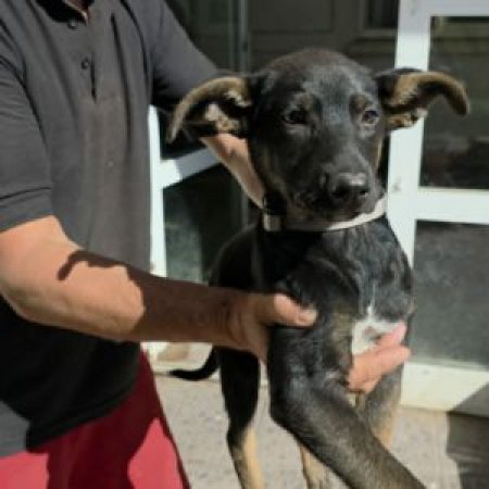 SAMBA - Chien à adopter